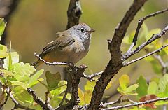 Colima Warbler